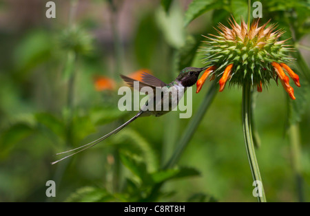 Hummingbird nectar sipping au nord d'Arica. Banque D'Images