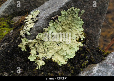 Flavoparmelia caperata, lichen greenshield commun Banque D'Images