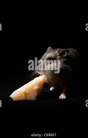 Manger du fromage de hamster Banque D'Images