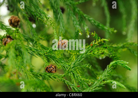 Cèdre japonais, Cryptomeria japonica Banque D'Images