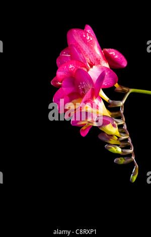 Freesia violet Banque D'Images