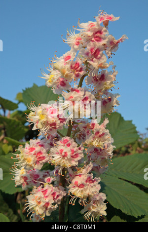 Fleurs et feuilles marronnier (Aesculus hippocastanum), dans les Chilterns, England, UK. Banque D'Images