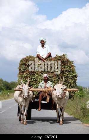 Panier avec le bétail et les hommes sur la route de l'Andhra Pradesh en Inde du Sud Banque D'Images