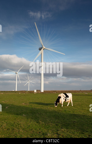 Une vache broute sous les éoliennes géantes sur Knabs Ridge Wind Farm, près de Harrogate, Yorkshire, Angleterre Banque D'Images