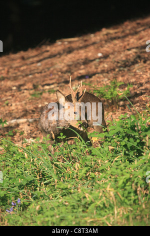 Le Chevreuil (Capreolus capreolus) Buck Banque D'Images