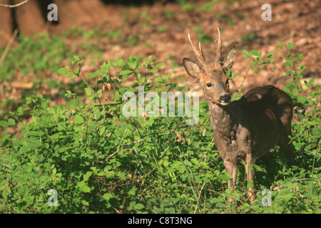 Le Chevreuil (Capreolus capreolus) Buck Banque D'Images