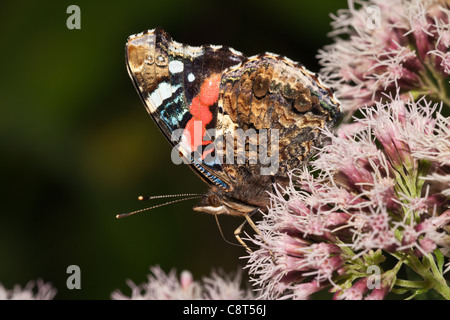 Vulcain (Vanessa atalanta) sur le chanvre de nectar, d'Agrimony Cambridgeshire, Angleterre Banque D'Images