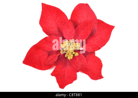 Poinsettia fleurs de noël sur fond blanc Banque D'Images