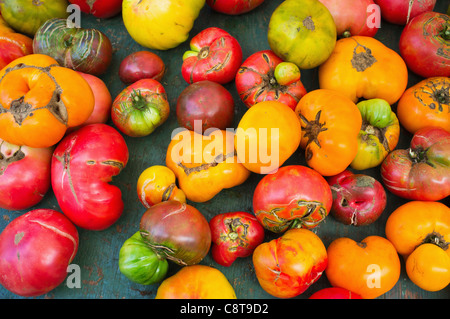 USA, New York City, Heirloom tomatoes Banque D'Images