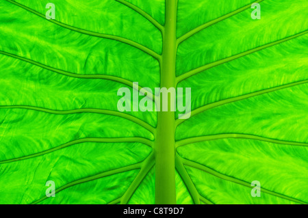 Vert feuille, macro Banque D'Images