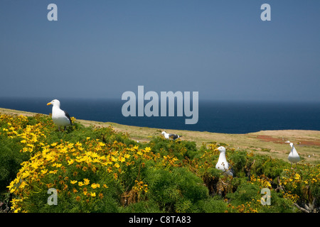 CA01198-00...CALIFORNIE - Western goélands perché sur le coreopsis douilles sur East Anacapa Island dans Channel Islands National Park. Banque D'Images