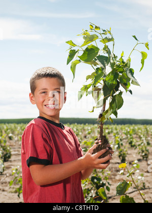 USA, Ohio, Boardman, placage garçon arbres dans tree farm Banque D'Images