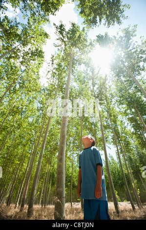 USA, Ohio, Boardman, Boy looking up at poplar trees Banque D'Images