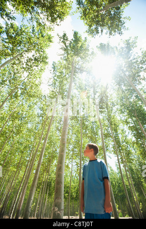 USA, Ohio, Boardman, Boy looking up at poplar trees Banque D'Images