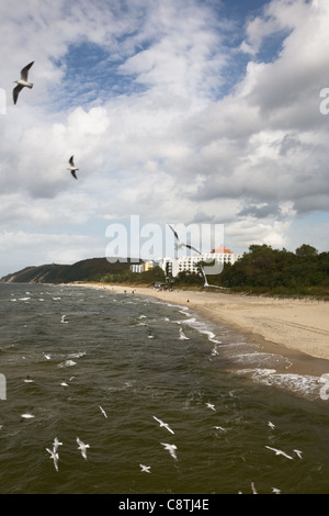 Mouettes survolant beach, Amber Coast, Pologne Banque D'Images