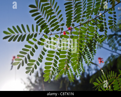 Caesalpinia pulcherrima plante de pois - communément appelé Poinciana Banque D'Images