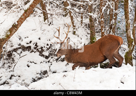 La marche des cerfs dans la forêt d'hiver Banque D'Images