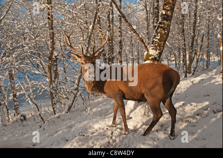 Red Deer dans la forêt d'hiver dans une journée ensoleillée Banque D'Images