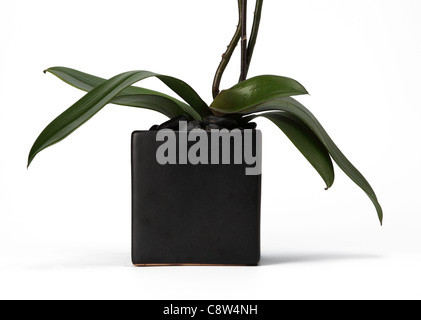 Le fond d'une plante d'orchidée en vase en verre. Banque D'Images