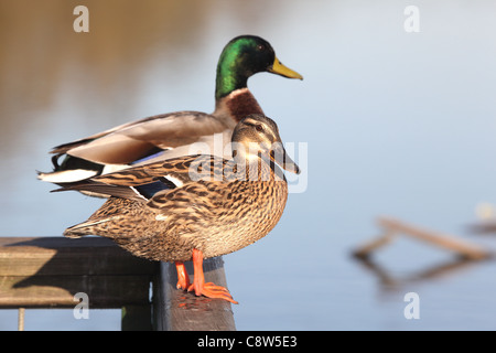 Canard colvert mâle et femelle s'assit sur une clôture Banque D'Images