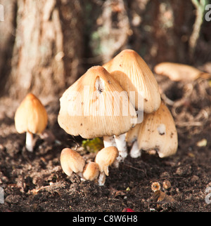 Cap d'encre scintillante de champignons dans une haie dans un jardin Alsager Cheshire England Royaume-Uni UK Banque D'Images