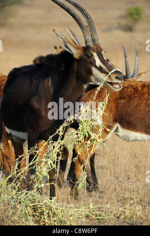 Sable (Hippotragus niger) homme de manger de l'antilope du foin sur pois Imire Safari Ranch Banque D'Images