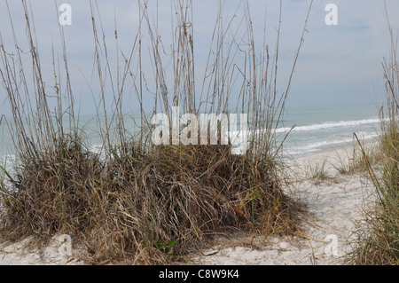 "L'avoine et beach Florida' Banque D'Images