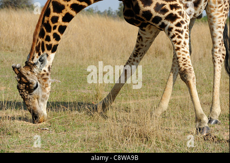 Girafe (Giraffa camelopardalis) dans le bush à Imire Safari Ranch, Zimbabwe. Banque D'Images