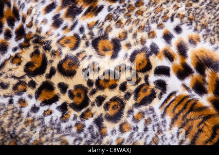 Close up of Leopard fond fourrure Banque D'Images