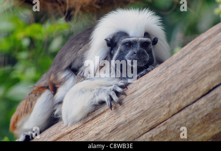 Haut COTON TAMARIN À MARWELL Zoological Park, près de Winchester, Hants. Banque D'Images