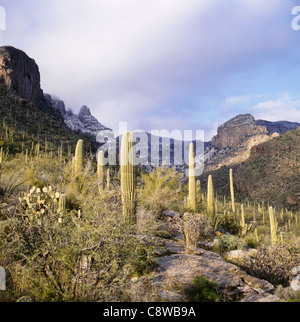 ARIZONA - Rock Canyon dans le Pusch Ridge Désert de la forêt nationale de Coronado près de Tucson. Banque D'Images