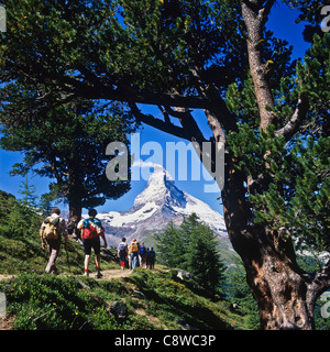 Randonneurs sur le sentier avec Arolla Zermatt Matterhorn et pins Valais Suisse Europe Banque D'Images