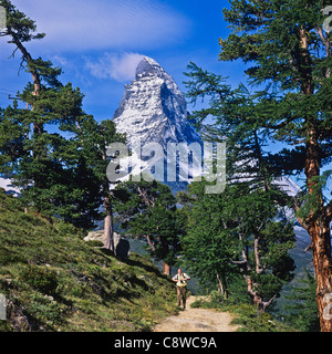 Randonneur sur sentier avec Arolla Zermatt Matterhorn et pins Valais Suisse Banque D'Images