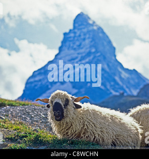 Le Valais Cornu et moutons près de Cervin Zermatt Valais Suisse Europe Banque D'Images
