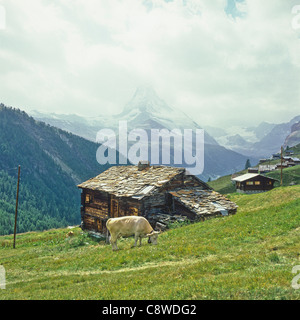 Élevage de vaches hameau de Findeln près de Zermatt et Matterhorn Valais Suisse Europe Banque D'Images