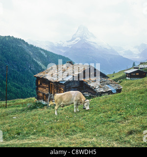 Le pâturage des vaches Findeln hameau près de Zermatt et le Mont Cervin Valais Suisse Banque D'Images