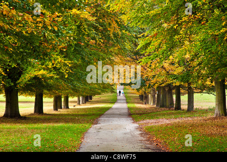 Homme et enfant marche à travers une avenue d'arbres d'automne le long d'un chemin à Wollaton Park, Nottingham, Nottinghamshire, England, UK Banque D'Images