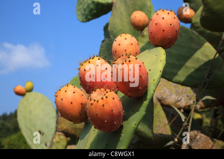 Fruits de l'oponce de l'Est, poussent à l'état sauvage, Corfou, Grèce Banque D'Images