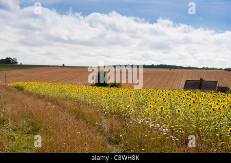 Un champ de tournesols à Snowhill dans les Cotswolds Worcestershire. L'Angleterre. Banque D'Images