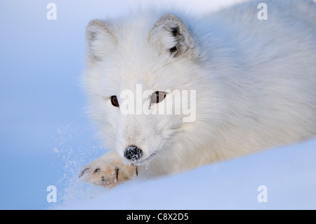 Le renard arctique (Alopex lagopus) close-up, sur la neige, la Norvège prisonnier Banque D'Images