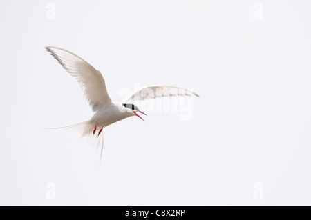 Sterne arctique (Sterna paradisaea) en vol, de la Norvège, de Varanger Banque D'Images