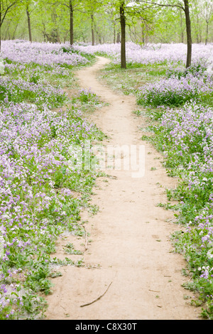 Sentier rural à travers champ de fleurs au printemps. Banque D'Images