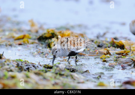 Le Bécasseau variable (Calidris alpina) adulte en plumage nuptial, l'alimentation chez les algues, le Varanger, Norvège Banque D'Images