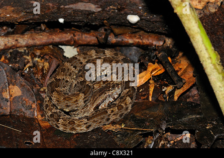 Serpent Fer de lance (Bothrops asper) jeune serpent recroquevillé sur le sol de la forêt entre les feuilles mortes, Parc national Yasuni, en Equateur Banque D'Images
