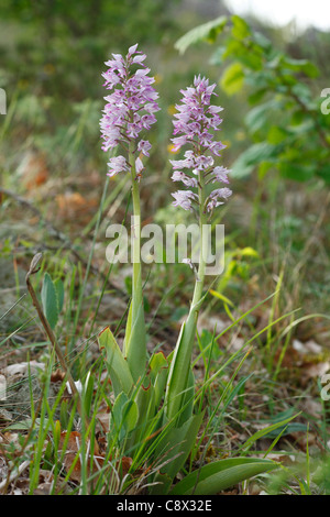 Orchidées (Orchis militaris militaire) la floraison. Sur le Causse de Gramat, Lot, France. Mai. Banque D'Images