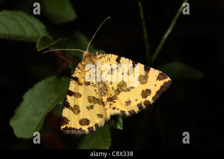 Jaune moucheté espèce (Pseudopanthera macularia). Sur le Causse de Gramat, Lot, France. Banque D'Images