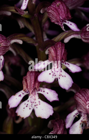 Fleurs d'Orchidée (Orchis purpurea). Sur le Causse de Gramat, Lot, France Banque D'Images