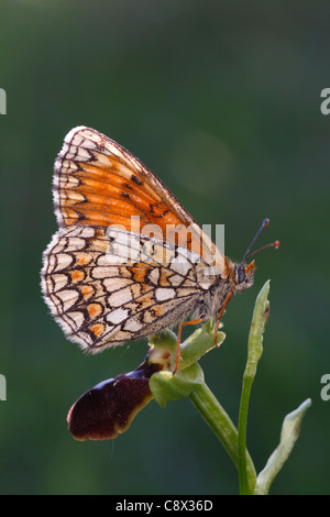 Heath Fritillary Mellicta athalia (papillon) se percher sur un système d'Orchidée araignée. Ariege Pyrenees, France. Banque D'Images