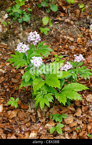 Sept-leaved Bittercress (Cardamine heptaphylla) floraison en bois de hêtre. Ariege Pyrenees, France. Mai. Banque D'Images