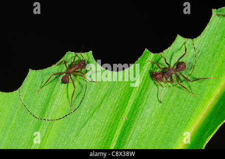 Ant découpeuse Atta (espèces) segments de coupe hors de la feuille, Parc national Yasuni, en Equateur Banque D'Images